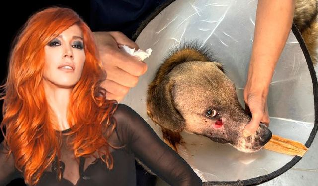 Alkollü şahsın vurduğu köpeği Hande Yener sahiplendi