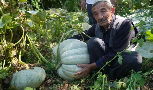 Muşlu çiftçi 50 kiloluk bal kabağı yetiştirdi