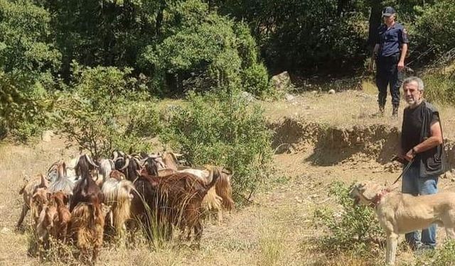 Kaybettiği küçükbaş hayvanlarını jandarma buldu