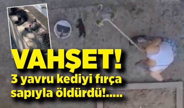 Vahşet: 3 yavru kediyi fırça sapıyla öldürdü