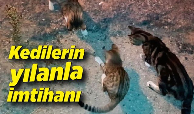 Kedilerin yılanla imtihanı