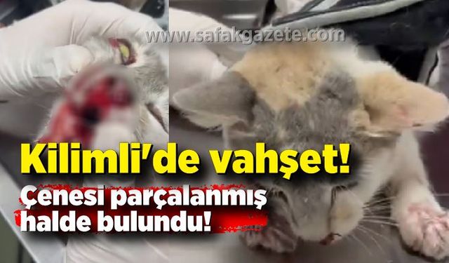 Kilimli'de vahşet: Çenesi parçalanmış halde bulundu!