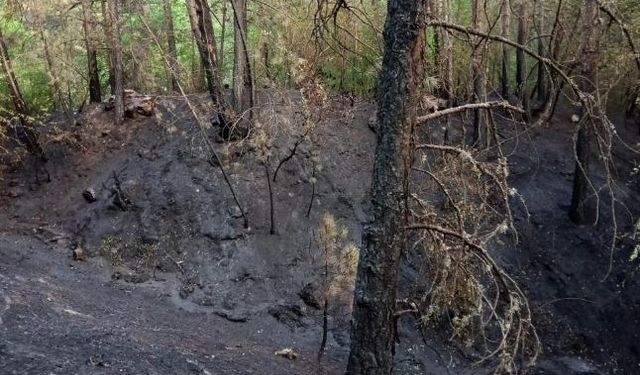 Karabük Ovacık'taki orman yangını kontrol altına alındı