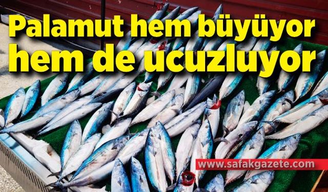 Palamut hem büyüyor hem de ucuzluyor