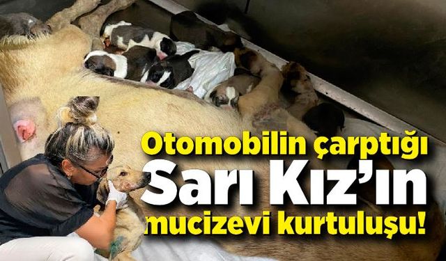 Zonguldak’ta otomobilin çarptığı Sarı Kız’ın mucizevi kurtuluşu!