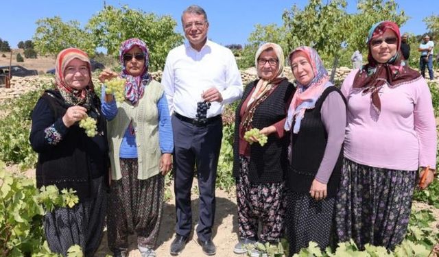 Sofralık üzüm hasadı başladı