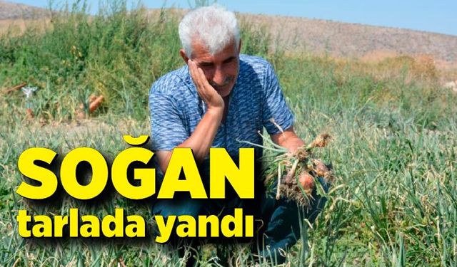 Soğan tarlada yandı