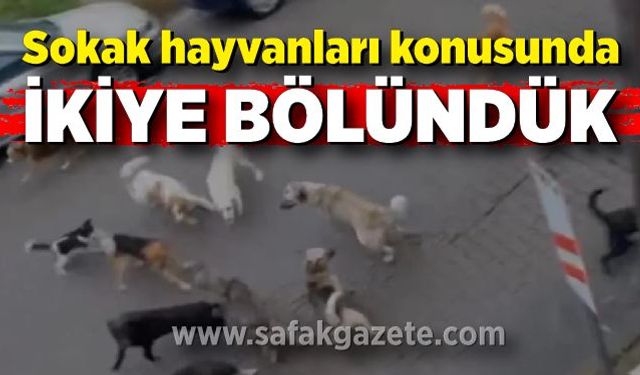 Sokak hayvanları konusunda ikiye bölündük