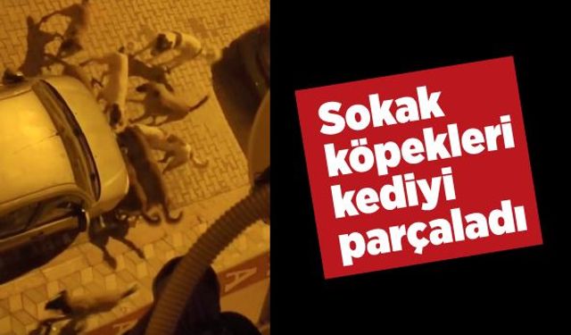 Sokak köpekleri kediyi parçaladı