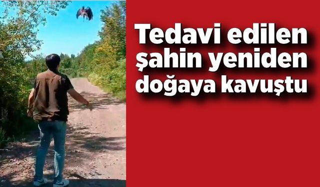 Tedavi edilen şahin yeniden doğaya kavuştu