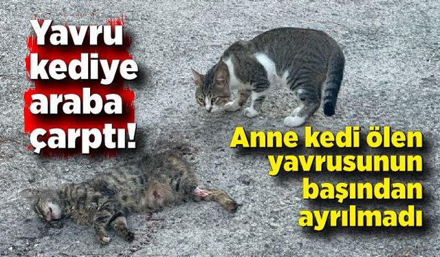 Yavru kediye araba çarptı! Anne kedi başından ayrılmadı