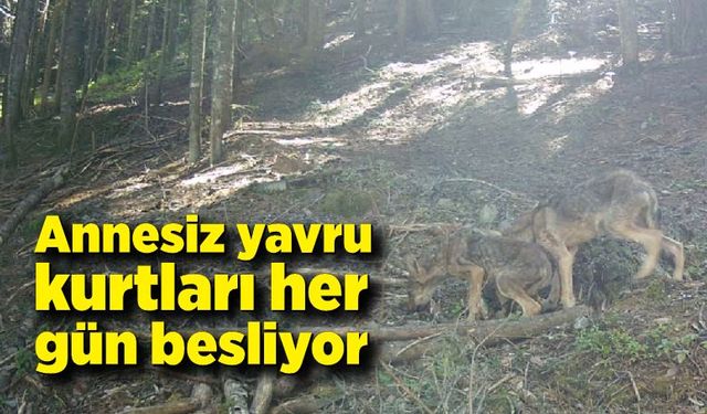 Annesiz yavru kurtları her gün besliyor