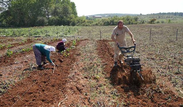 Deneme amaçlı diktiler, şimdi siparişlere yetişemiyor