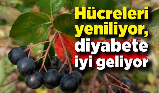 Hücreleri yeniliyor, diyabete iyi geliyor şimdi pazar arıyor