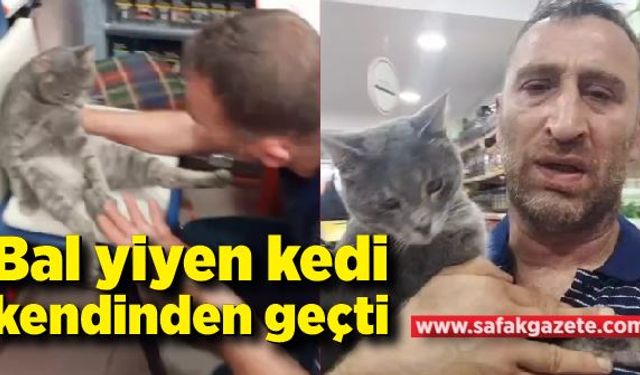 Balı fazla kaçıran kedi kendinden geçti