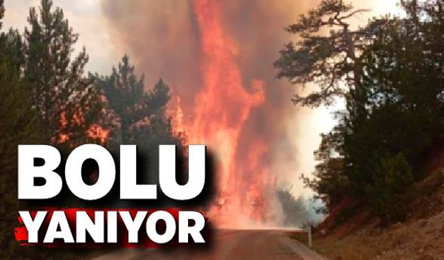 Bolu'da orman yangını çıktı