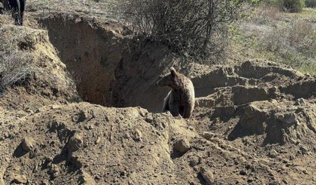 Kastamonu'da definecilerin kazdığı çukura yavru ayı düştü