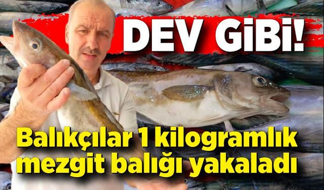 Böylesi ilk kez yakalandı! Balıkçıların ağına 1 kilogramlık mezgit balığı takıldı