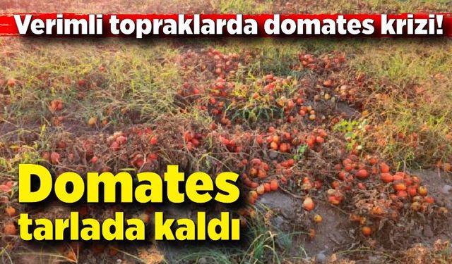 Verimli topraklarda domates krizi: Domates tarlada kaldı