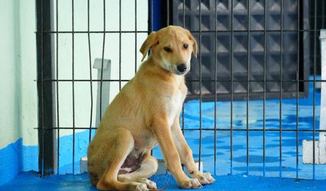 Düzce Belediyesi kedi-köpek sahiplendirme platformu kurdu