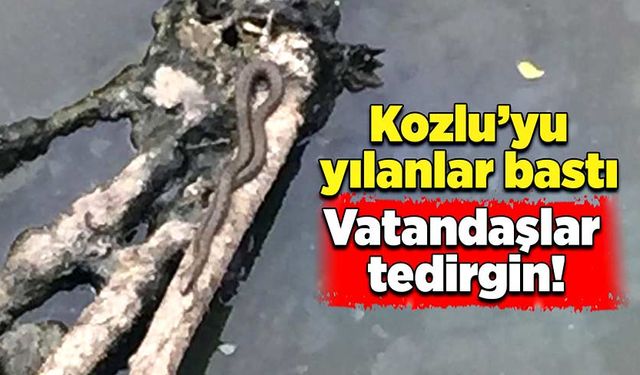 Kozlu’yu yılanlar bastı: Vatandaşlar tedirgin!