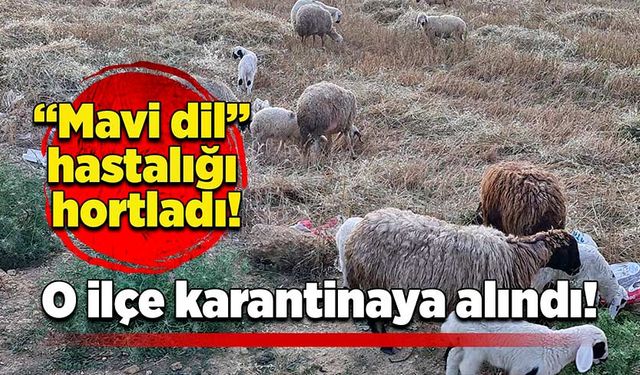 “Mavi dil” hastalığı hortladı! O ilçe karantinaya alındı!