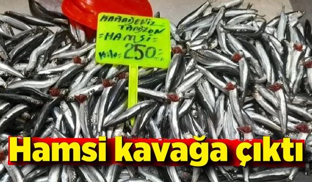 Hamsi kavağa çıktı