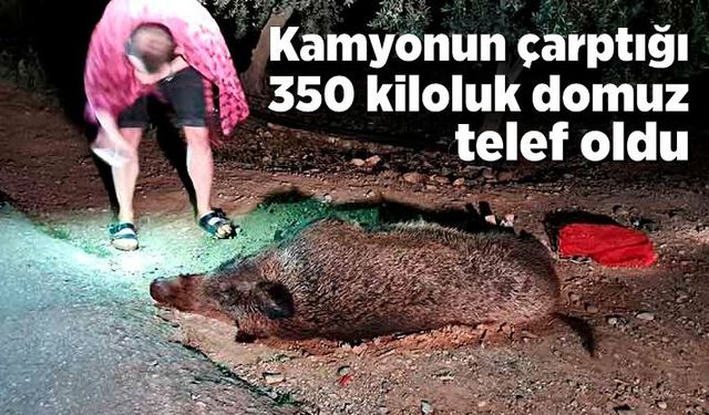 Kamyonun çarptığı 350 kiloluk domuz telef oldu