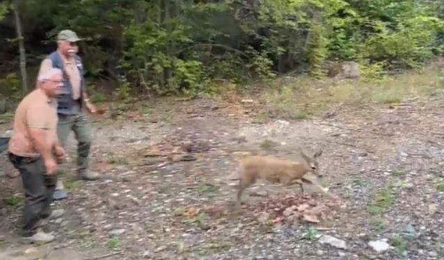 Kastamonu’da tedavisi tamamlanan karaca, doğaya salındı