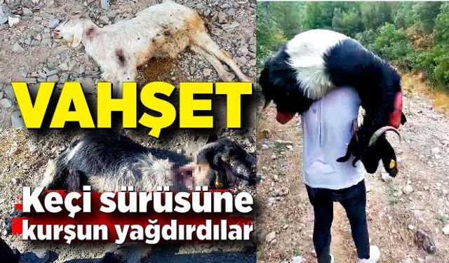 Vahşet: Keçi sürüsüne kurşun yağdırdılar