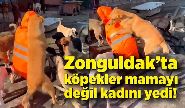 Zonguldak’ta köpekler mamayı değil kadını yedi!