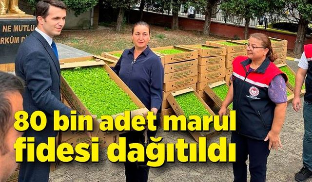 Zonguldak'ta 80 bin adet marul fidesi dağıtıldı