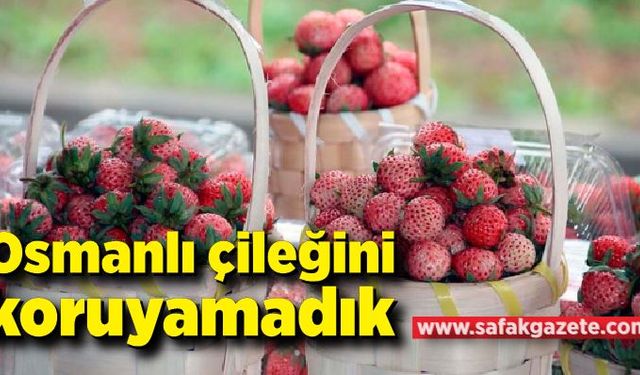 Osmanlı çileğini koruyamadık