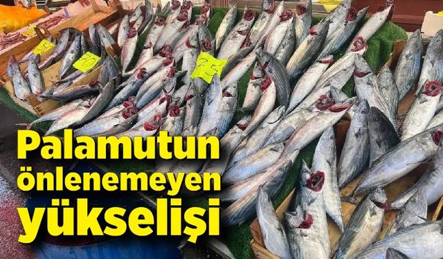 Palamutun önlenemeyen yükselişi