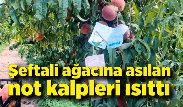 Şeftali ağacına asılan not kalpleri ısıttı