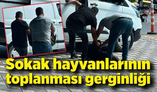 Sokak hayvanlarının toplanması konusu Zonguldak’ta gerginlik yarattı!