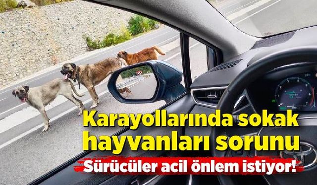 Karayollarında sokak hayvanları sorunu: Sürücüler acil önlem istiyor!