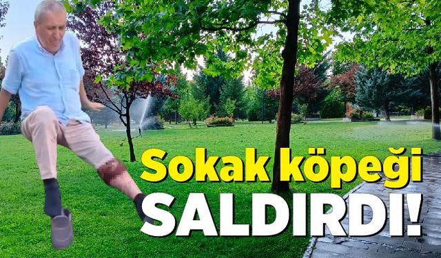 Sokak köpeğinin saldırdığı adam bacağından yaralandı