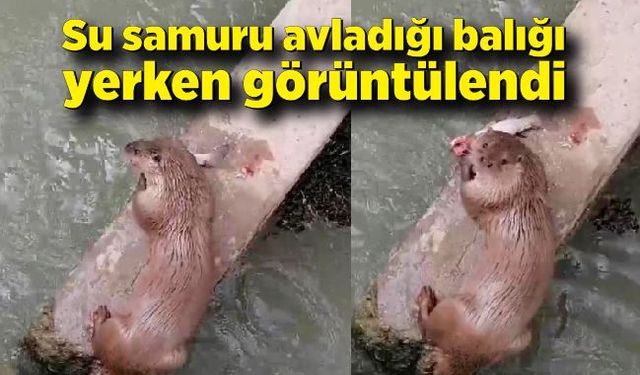 Su samuru avladığı balığı yerken görüntülendi