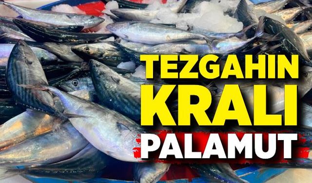 Tezgahın kralı palamut herkesin yüzünü güldürdü