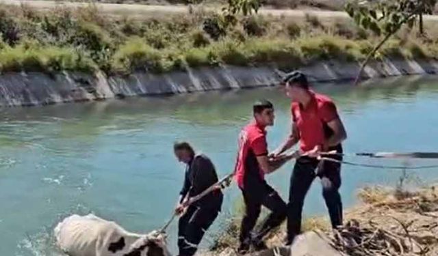 Sulama kanalına düşen ineği itfaiye kurtardı