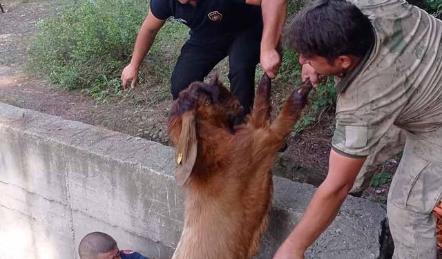 - Havuza düşen keçileri itfaiye kurtardı