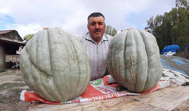 Hayvan gübresiyle yetiştirilen bal kabağı 40 kilogram oldu