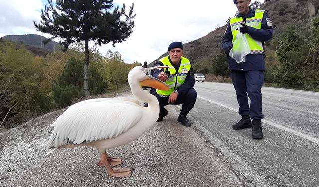 Yaralı pelikan kuşunu hamsiyle beslediler