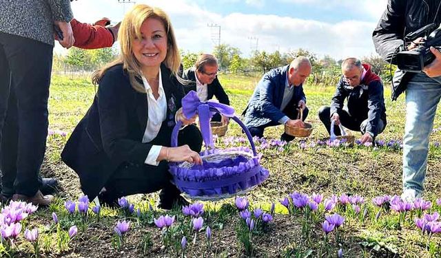 ‘Dünyanın en pahalı baharatı' safranı hasat etmek için soluğu tarlalarda aldılar