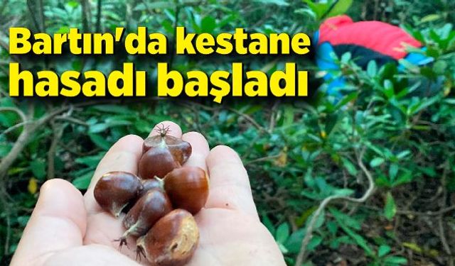 Bartın'da kestane hasadı başladı