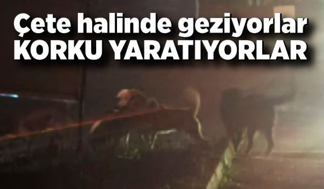 Çete halinde geziyorlar, korku yaratıyorlar