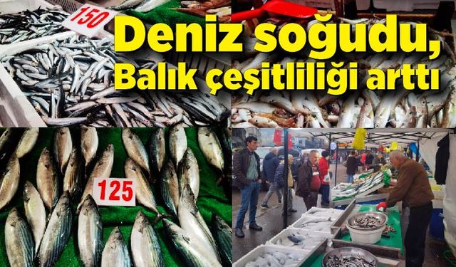 Deniz soğudu, balık çeşitliliği arttı