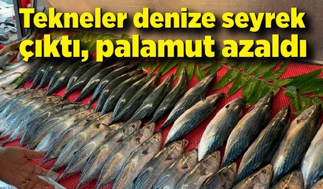 Tekneler denize seyrek çıktı, palamut azaldı