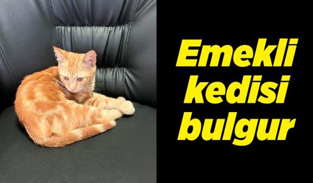 Emekli kedisi bulgur